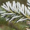 Abies homolepis, leaves