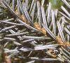 Abies homolepis, leaves
