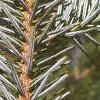 Abies homolepis, leaves