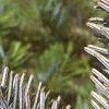 Abies homolepis, leaves