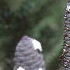 Abies koreana, fruit