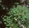 Abies koreana, fruit