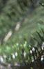 Abies koreana, fruit