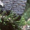 Abies koreana, fruit