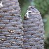 Abies koreana, fruit