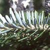 Abies koreana, fruit
