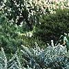 Abies koreana 'Hoerstmans Silberlocht', habit