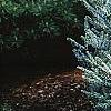 Abies koreana 'Hoerstmans Silberlocht', habit