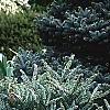 Abies koreana 'Hoerstmans Silberlocht', habit