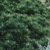 Abies koreana 'Hoerstmans Silberlocht', habit