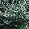 Abies koreana 'Hoerstmans Silberlocht', habit