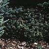 Abies koreana 'Hoerstmans Silberlocht', habit