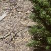 Abies koreana var. prostrata, habit