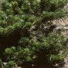 Abies koreana var. prostrata, habit