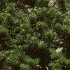 Abies koreana var. prostrata, habit