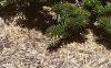 Abies koreana var. prostrata, habit