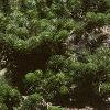 Abies koreana var. prostrata, habit