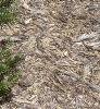 Abies koreana var. prostrata, habit