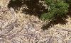 Abies koreana var. prostrata, habit