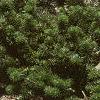 Abies koreana var. prostrata, habit