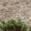 Abies koreana var. prostrata, habit