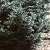 Abies lasiocarpa var. arizonica, habit