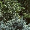 Abies lasiocarpa var. arizonica, habit