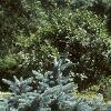 Abies lasiocarpa var. arizonica, habit