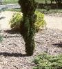 Abies lasiocarpa var. arizonica, habit