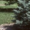 Abies lasiocarpa var. arizonica, habit