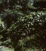 Abies lasiocarpa var. arizonica, habit