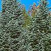 Abies lasiocarpa var. arizonica, habit
