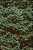 Abies lasiocarpa var. arizonica, habit