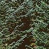 Abies lasiocarpa var. arizonica, habit