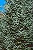 Abies lasiocarpa var. arizonica, habit