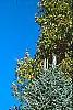 Abies lasiocarpa var. arizonica, habit