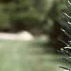 Abies lasiocarpa var. arizonica, leaves