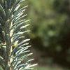 Abies lasiocarpa var. arizonica, leaves
