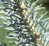 Abies lasiocarpa var. arizonica, leaves