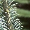 Abies lasiocarpa var. arizonica, leaves