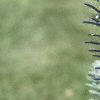 Abies lasiocarpa var. arizonica, leaves
