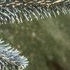 Abies lasiocarpa var. arizonica, leaves