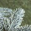 Abies lasiocarpa var. arizonica, leaves