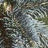 Abies lasiocarpa var. arizonica, leaves