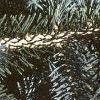 Abies lasiocarpa var. arizonica, leaves