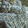Abies lasiocarpa var. arizonica, leaves