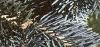 Abies lasiocarpa var. arizonica, leaves