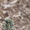 Abies lasiocarpa var. arizonica, leaves