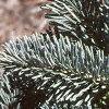 Abies lasiocarpa var. arizonica, leaves