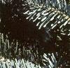 Abies lasiocarpa var. arizonica, leaves